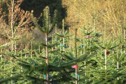 Mærket NGR juletræskultur