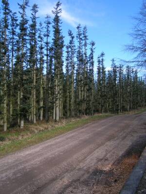 Ældre nobilis ved afslutningen af produktionsperioden på 40 år.