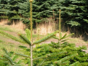 Nordmann fir leaders