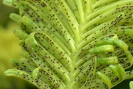 Kravlere af alm. ædelgranlus på nordmannsgran