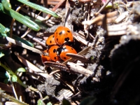 Insekter og juletræer