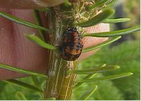 Juletræer og insekter