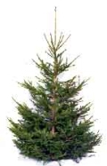 Norway spruce