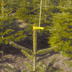 Bird stick to avoid damage from bird during the growing season