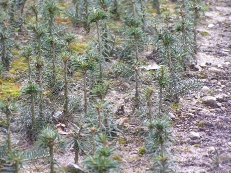 Frøplanter