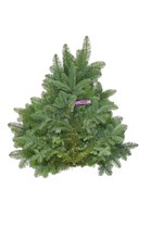 Nobilisbundt Lilla