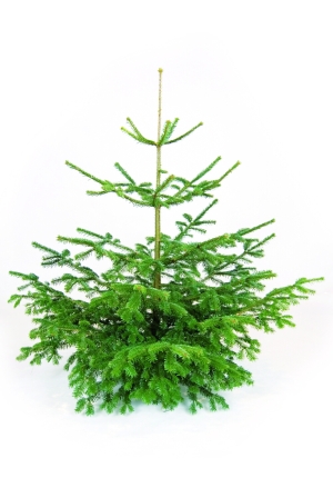 Træarter og juletræer