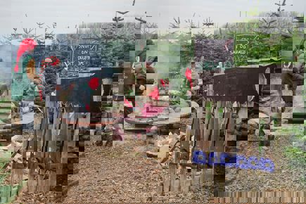 Detailsalg af juletræer (webinar)