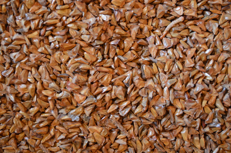 Nordmann fir seeds