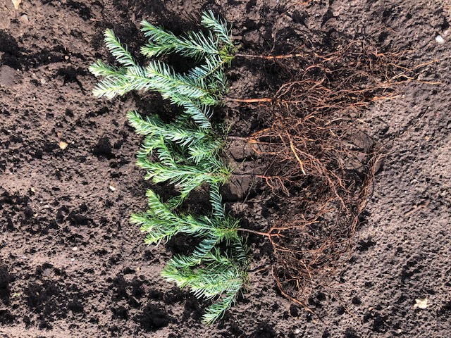 Nobilis planter Overgård FP 402.