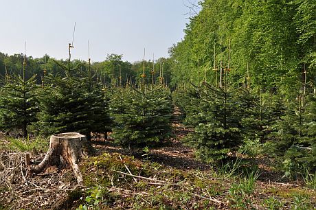 Growing Christmas Trees means leaving roots, branches and needles back in the field for CO2 binding