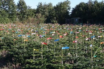 Christbaumtag