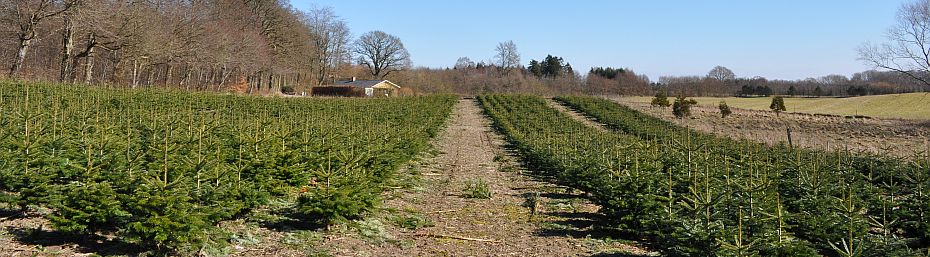 Juletræskultur ved skov