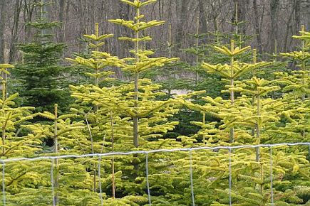 Bevoksning ramt af manglende kvælstof.