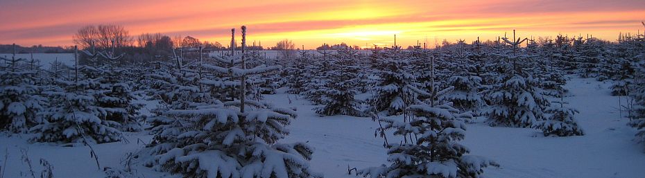 Solnedgang over juletræer