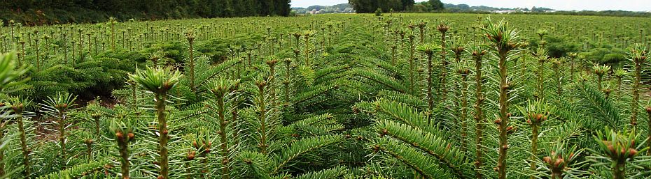 Nordmannsgran planteskoleplanter