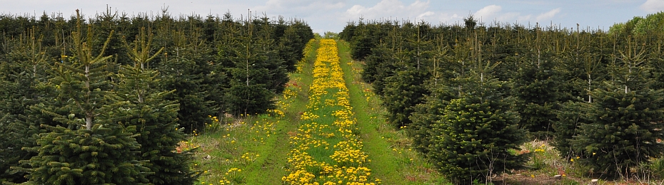 Green tracks