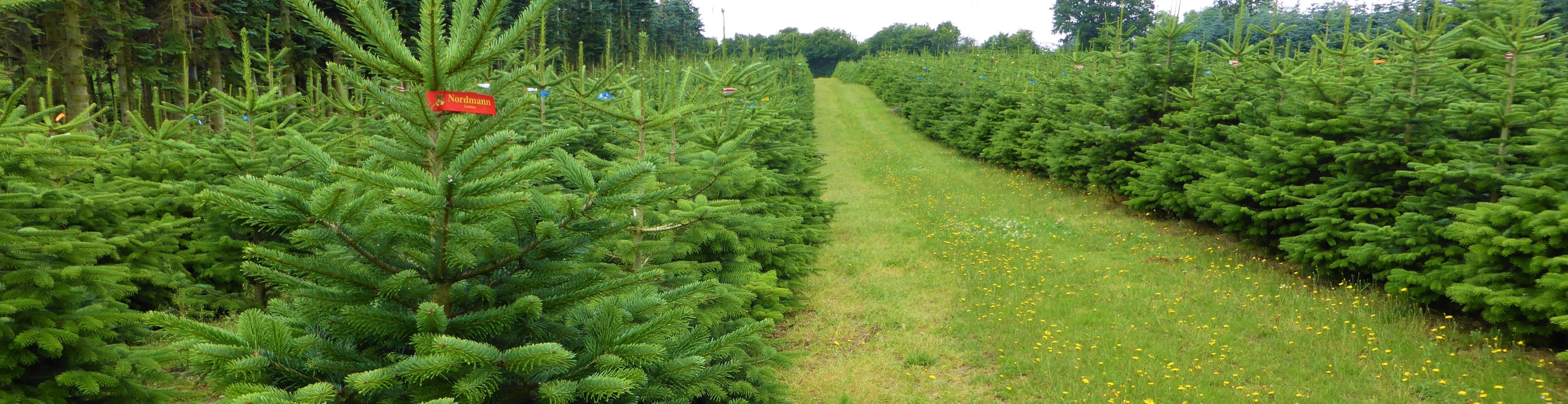 christmastree