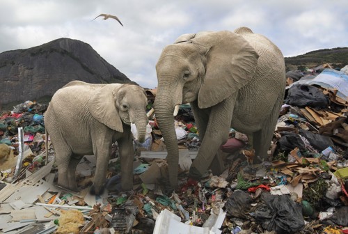 Elefanter roder i (plastik)affald
