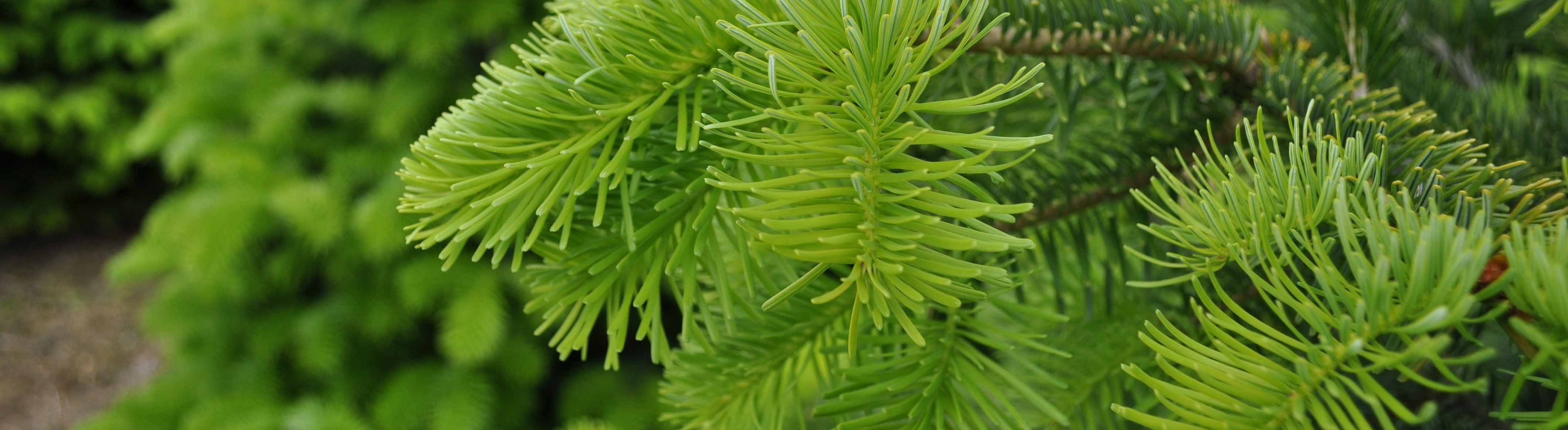 christmastree