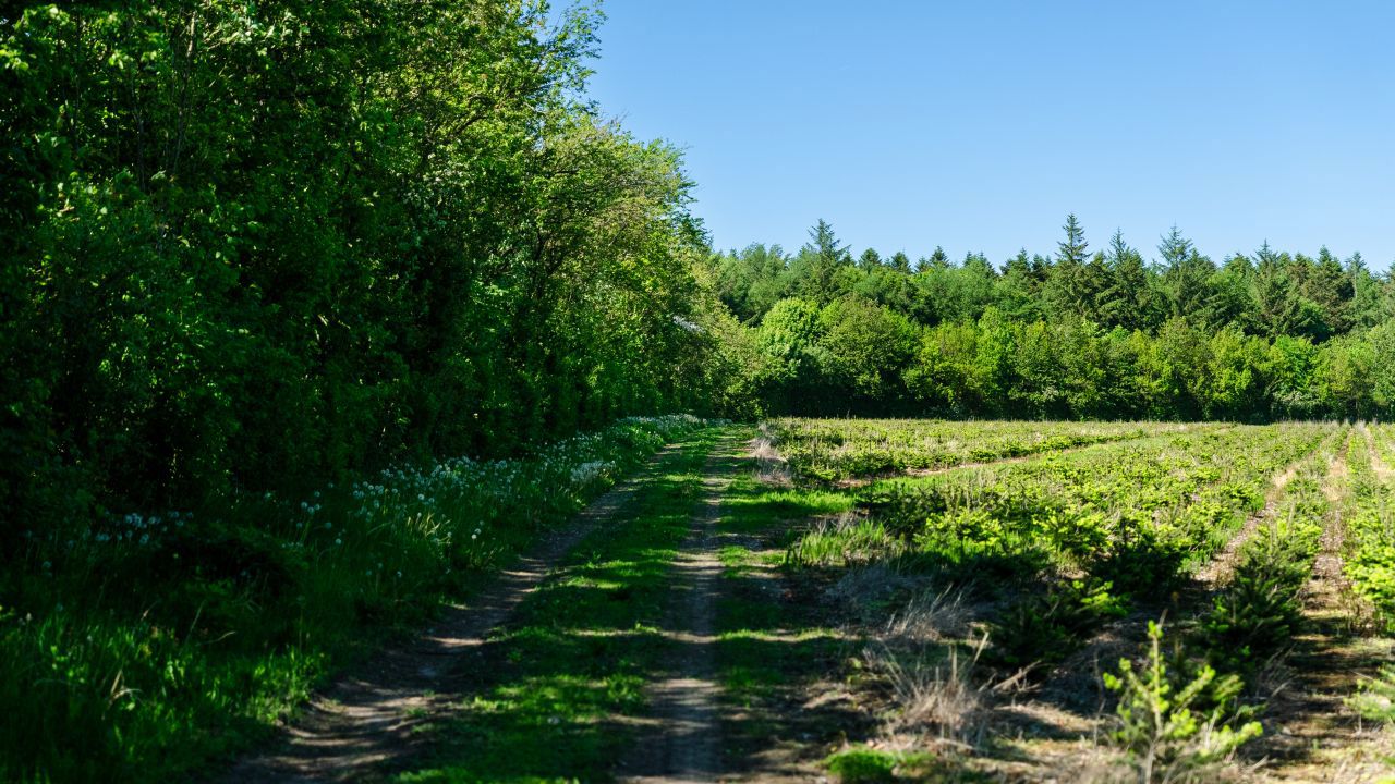Naturlige blomsterstriber