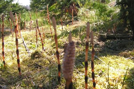 Ukrudtsbekæmpelse (webinar)