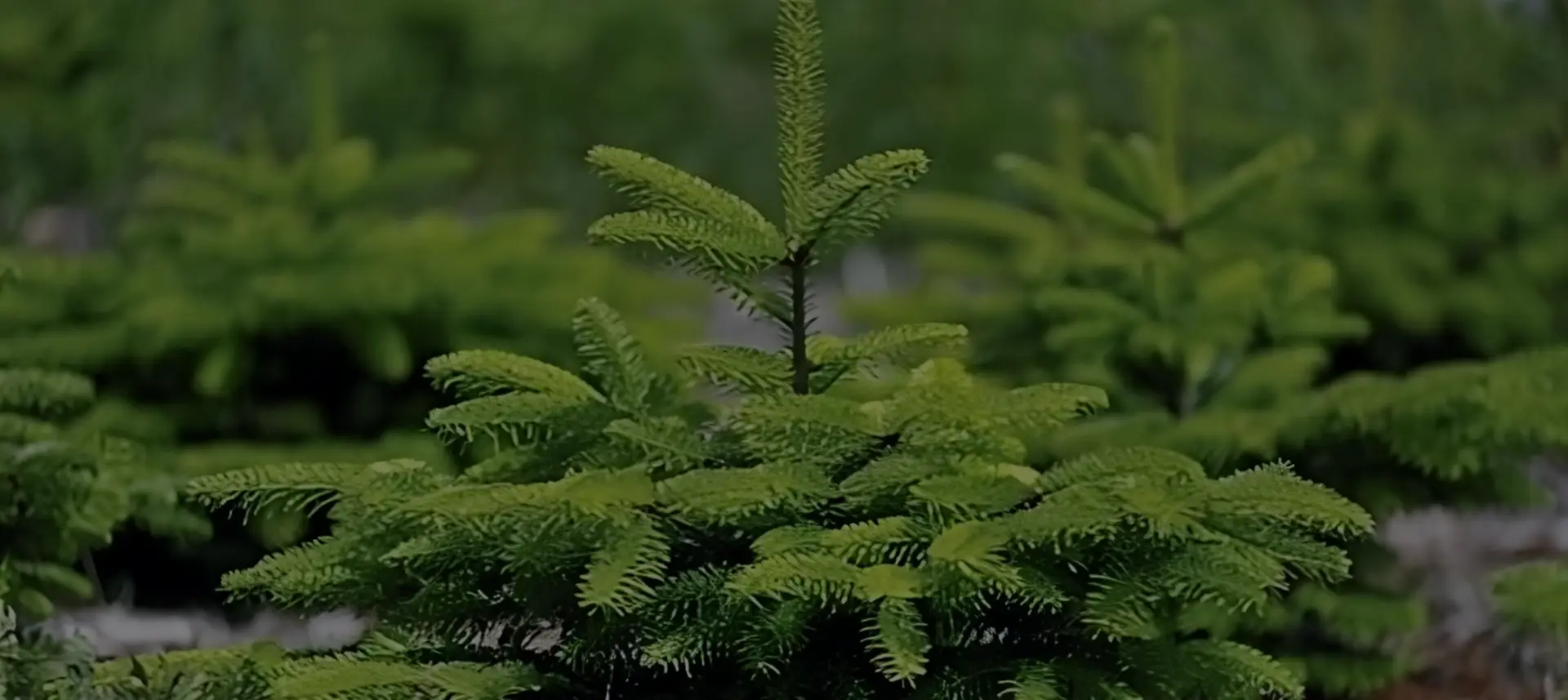 Velkommen til Danske Juletræer!